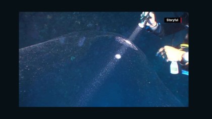 150803142446-mysterious-giant-ocean-blob-squid-mass-orig-00004001-full-169